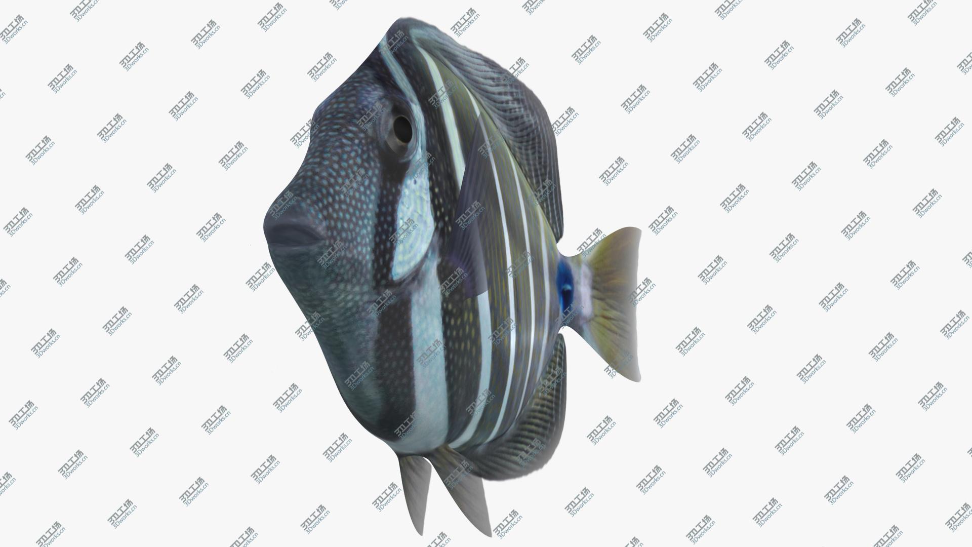 images/goods_img/202105071/Sailfin Tang Animated 3D model/3.jpg